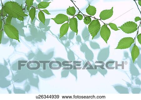 Stock Photo - Tree branch. Fotosearch