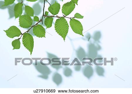 Stock Photo - Tree branch. Fotosearch