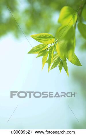 Tree branch View Large Photo Image Stock Photo - Tree branch. Fotosearch
