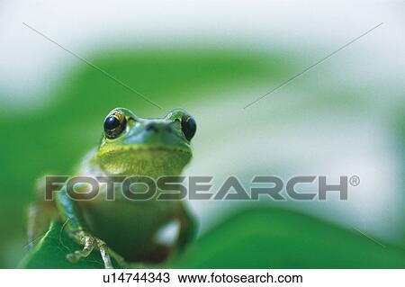 Stock Image - Tree frog. Fotosearch