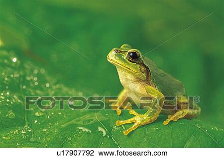 Tree frog View Large Photo Image Stock Image - Tree frog. Fotosearch