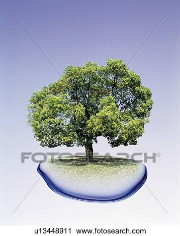 Tree growing from water View Large Photo Image Stock Image - Tree growing from water. Fotosearch