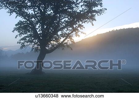 Stock Photo - Tree in a misty field at sunrise, Kijimadaira, Nagano Prefecture, Japan. Fotosearch