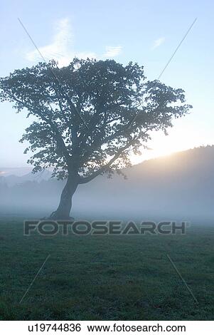 Tree in a misty field, Kijimadaira, Nagano Prefecture, Japan View Large Photo Image Stock Photograph - Tree in a misty field, Kijimadaira, Nagano Prefecture, Japan. Fotosearch