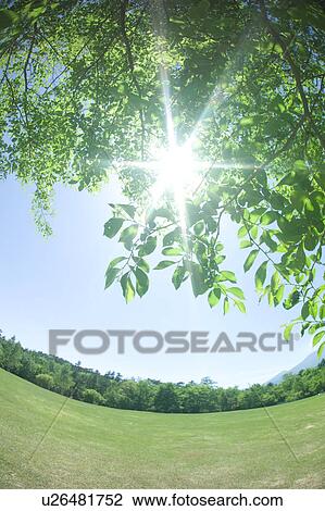 Tree in a park, Karuizawa, Nagano Prefecture, Japan View Large Photo Image Stock Image - Tree in a park, Karuizawa, Nagano Prefecture, Japan. Fotosearch