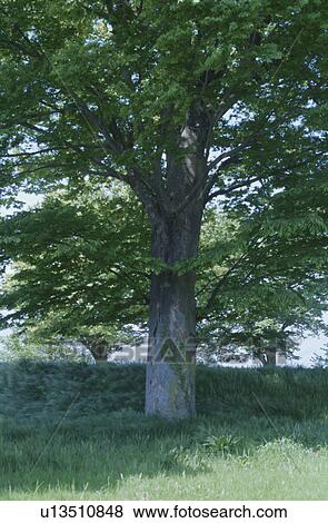 Stock Photo - Tree in field of long grass. Kofu, Yamanashi Prefecture, Japan. Fotosearch