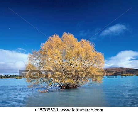 Stock Photo - Tree in Lake Tekapo. New Zealand. Fotosearch
