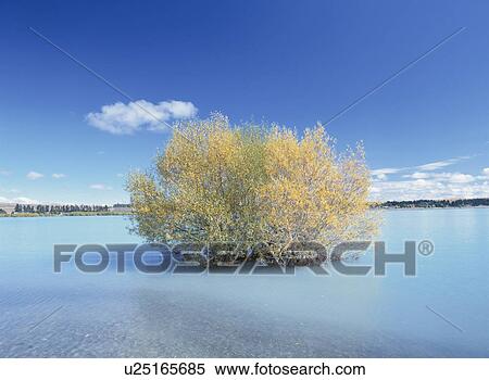 Stock Photography - Tree in Lake Tekapo. New Zealand. Fotosearch