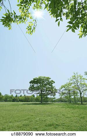 Tree in Osaka City Park, Osaka, Japan View Large Photo Image Stock Image - Tree in Osaka City Park, Osaka, Japan. Fotosearch