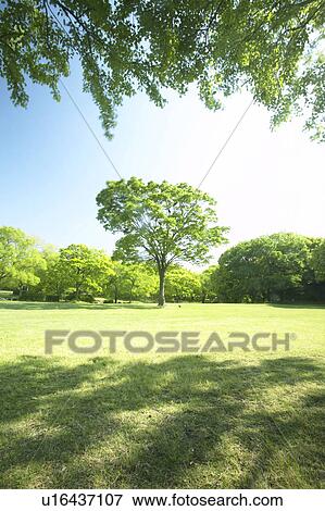 Stock Photo - Tree in Osaka City Park, Osaka, Japan. Fotosearch