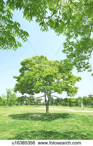 Stock Photograph - Tree in Osaka City Park, Osaka, Japan. Fotosearch