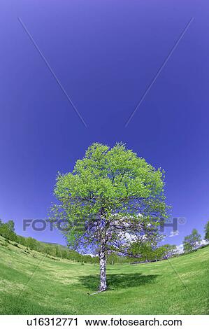 Stock Image - Tree in Sugadaira Plateau, Nagano Prefecture, Japan. Fotosearch