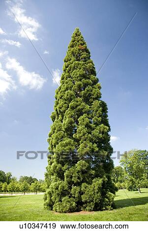 Stock Photo - Tree in the Garden of Versailles. Ile de France, France,. Fotosearch