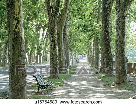 Tree lined park footpath, Lucca, Tuscany, Italy View Large Photo Image Stock Photo - Tree lined park footpath, Lucca, Tuscany, Italy. Fotosearch