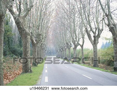 Stock Image - Tree-lined road, Provence, France. Fotosearch