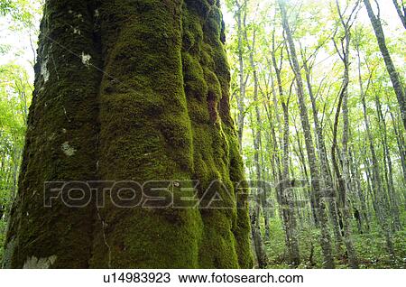 Tree trunk covered in moss. Fukushima Prefecture, Japan View Large Photo Image Stock Image - Tree trunk covered in moss. Fukushima Prefecture, Japan. Fotosearch