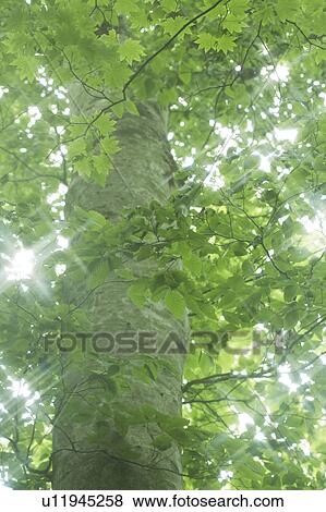 Stock Photo - Tree trunk, leaves and sunlight. Fotosearch