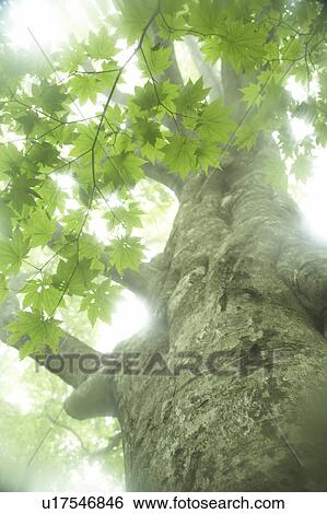 Stock Photograph - Tree trunk, leaves and sunlight. Fotosearch