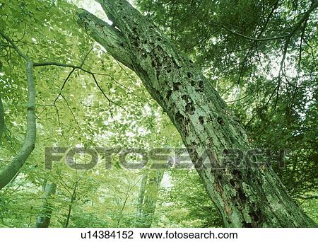 Stock Image - Tree with woodpecker holes. Shioya-machi, Tochigi Prefecture, Japan. Fotosearch