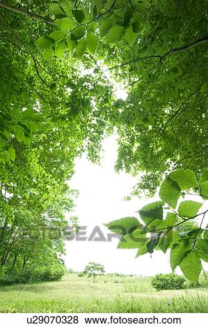 Stock Photo - Trees and a field, Appi-kogen, Hachimantai, Iwate Prefecture, Japan. Fotosearch