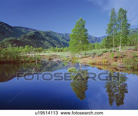 Trees and mountains reflected in a still lake, Norikura Plateau, Matsumoto, Nagano Prefecture, Japan View Large Photo Image Stock Image - Trees and mountains reflected in a still lake, Norikura Plateau, Matsumoto, Nagano Prefecture, Japan. Fotosearch