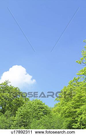 Stock Image - Trees below blue sky. Fotosearch