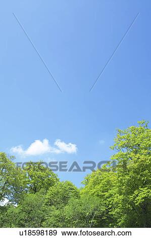 Trees below blue sky View Large Photo Image Stock Photo - Trees below blue sky. Fotosearch