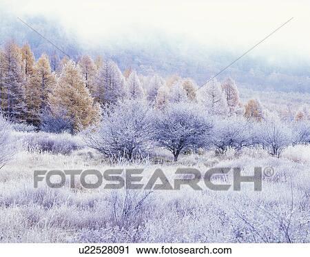 Stock Image - Trees covered in frost, Senjogahara, Nikko, Tochigi Prefecture, Japan. Fotosearch