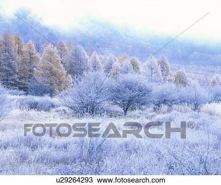 Trees covered in frost, Senjogahara, Nikko, Tochigi Prefecture, Japan View Large Photo Image Stock Image - Trees covered in frost, Senjogahara, Nikko, Tochigi Prefecture, Japan. Fotosearch