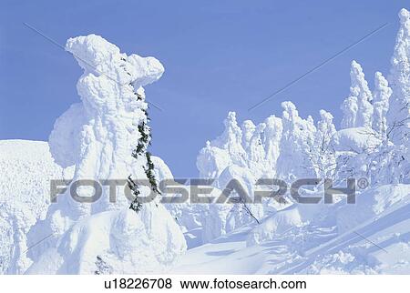 Trees covered in snow, Mt. Jizo, Zaou, Yamagata Prefecture, Japan View Large Photo Image Stock Photo - Trees covered in snow, Mt. Jizo, Zaou, Yamagata Prefecture, Japan. Fotosearch