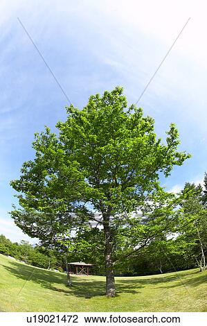 Trees in a field, Karuizawa, Nagano Prefecture, Japan View Large Photo Image Stock Image - Trees in a field, Karuizawa, Nagano Prefecture, Japan. Fotosearch