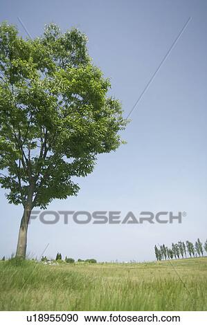 Stock Image - Trees in a field. Fotosearch