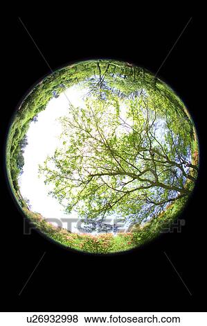 Trees in a sphere, Karuizawa, Nagano Prefecture, Japan View Large Photo Image Stock Photo - Trees in a sphere, Karuizawa, Nagano Prefecture, Japan. Fotosearch