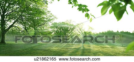 Trees in Kayano Plateau, Hakkouda, Aomori Prefecture, Japan View Large Photo Image Stock Photography - Trees in Kayano Plateau, Hakkouda, Aomori Prefecture, Japan. Fotosearch
