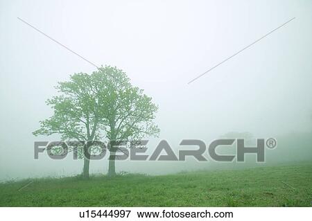 Trees in meadow with fog, Aomori Prefecture, Japan View Large Photo Image Stock Photo - Trees in meadow with fog, Aomori Prefecture, Japan. Fotosearch