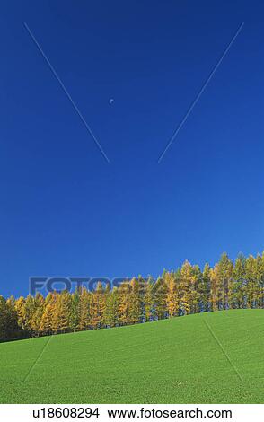 Trees lining edge of field View Large Photo Image Picture - Trees lining edge of field. Fotosearch