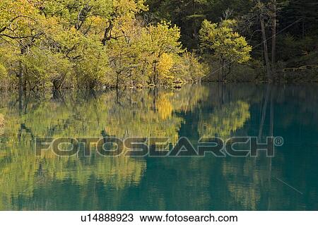 Stock Image - Trees reflected in a lake, Jiuzhaigou, Sichuan, China. Fotosearch