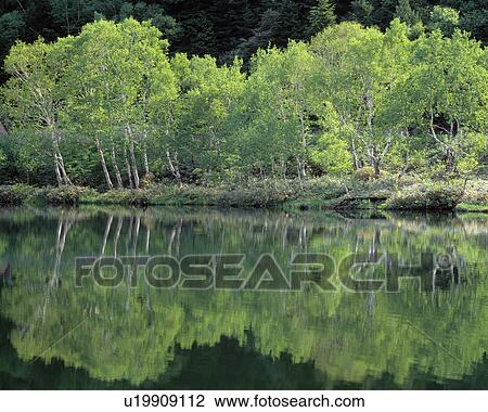 Stock Image - Trees reflected in Kido Pond, Shiga Plateau, Yamanouchi, Nagano Prefecture, Japan. Fotosearch