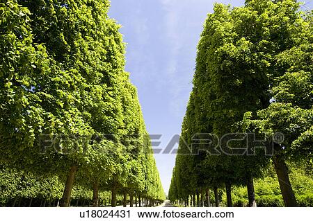Trimmed hedges. Ile de France, France View Large Photo Image Stock Image - Trimmed hedges. Ile de France, France. Fotosearch