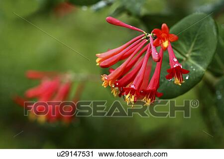 Trumpet honeysuckle View Large Photo Image Stock Image - Trumpet honeysuckle. Fotosearch