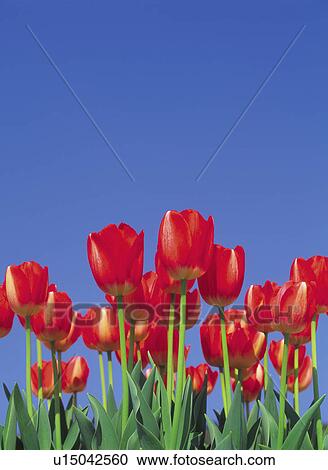 Stock Image - Tulip field. Fotosearch