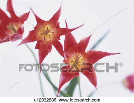 Tulip lilies View Large Photo Image Stock Photograph - Tulip lilies. Fotosearch