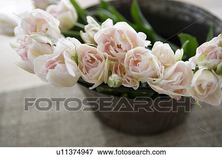 Stock Photo - Tulips in an iron bucket. Fotosearch