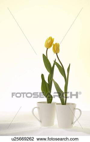 Tulips in coffee cups View Large Photo Image Stock Image - Tulips in coffee cups. Fotosearch