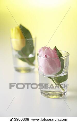 Tulips in glasses View Large Photo Image Stock Photo - Tulips in glasses. Fotosearch