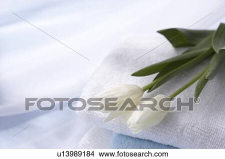 Picture - Tulips. Fotosearch