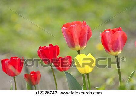Stock Photo - Tulips. Fotosearch