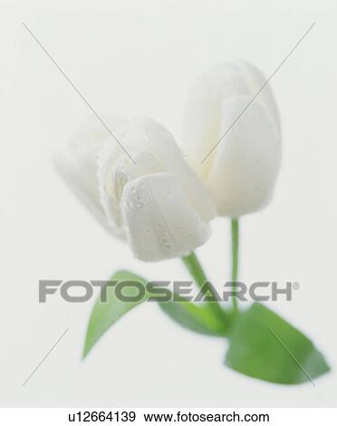 Tulips View Large Photo Image Stock Photo - Tulips. Fotosearch