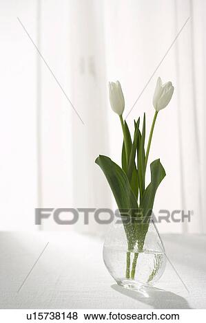 Stock Photo - Tulips. Fotosearch