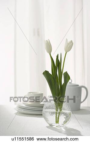 Tulips View Large Photo Image Stock Photograph - Tulips. Fotosearch